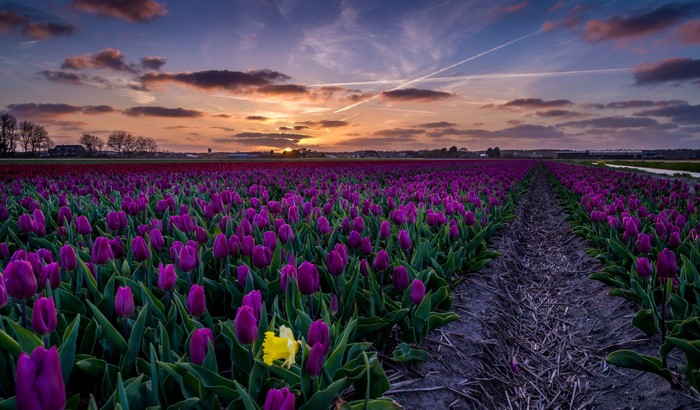 Purple tulip field at sunset