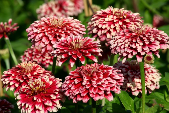 Close-up of red and white Zinnia flowers
