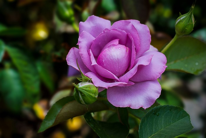 Purple rose with buds and green leaves