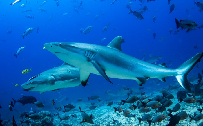 Two sharks swimming in the ocean with fish