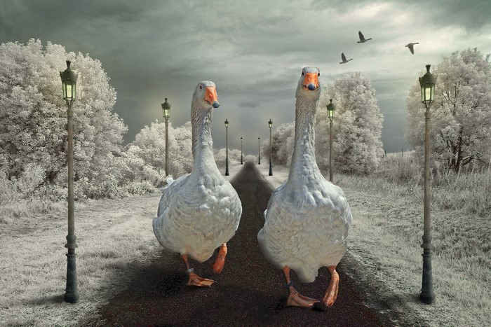 Two Geese Walking Down a Tree-Lined Path with Street Lights