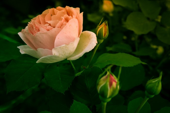 Peach rose with buds