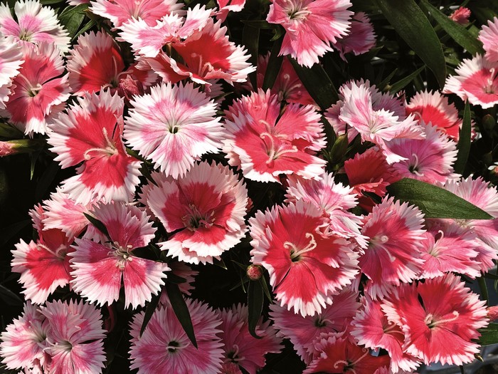 Pink and white dianthus flowers
