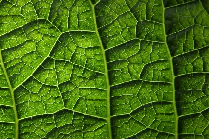 Close-up of green leaf veins texture