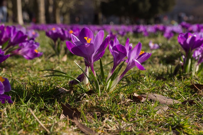 Field of Purple Crocuses in Sunlight
