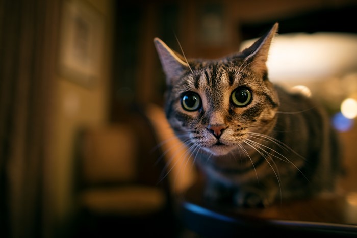 Tabby cat with large green eyes looking forward