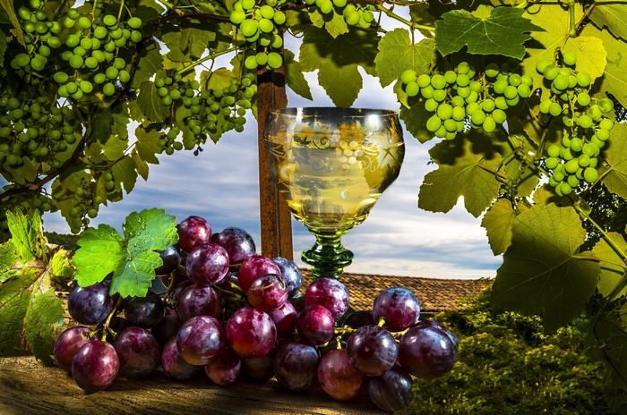 Grapes and a glass of white wine in a vineyard