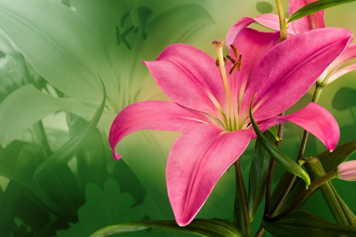 Pink Lilies with Green Background