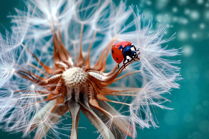 Ladybug on a Dandelion Seed Head