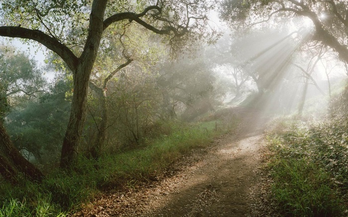 Sunbeams through fog on a forest path