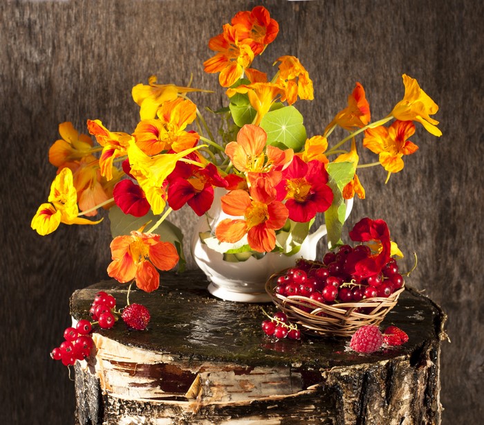 Nasturtiums and berries on a tree stump