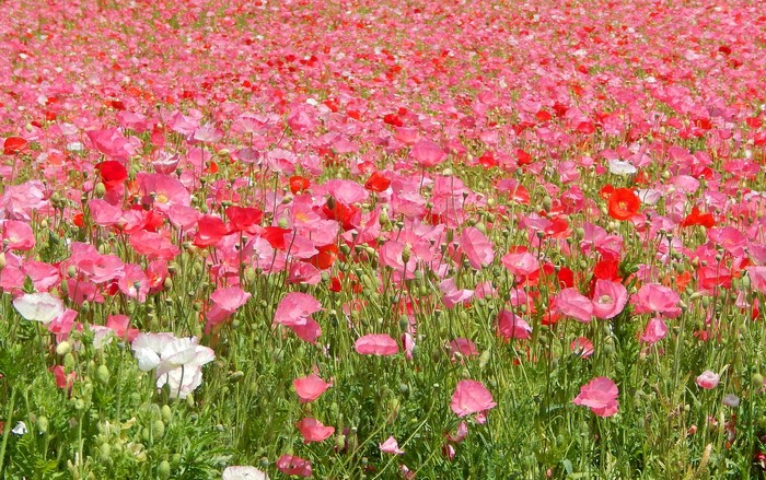 Field of Pink and Red Poppies
