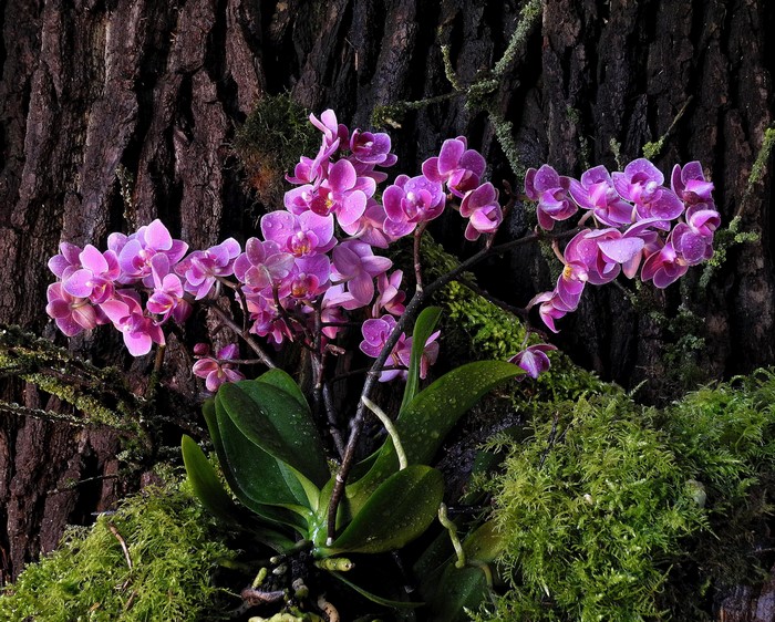Pink orchids growing on a mossy tree trunk