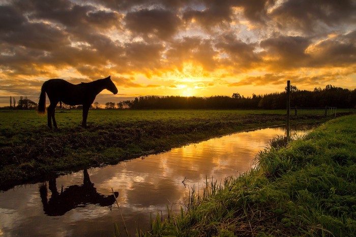 Horse in a field at sunset with river reflection