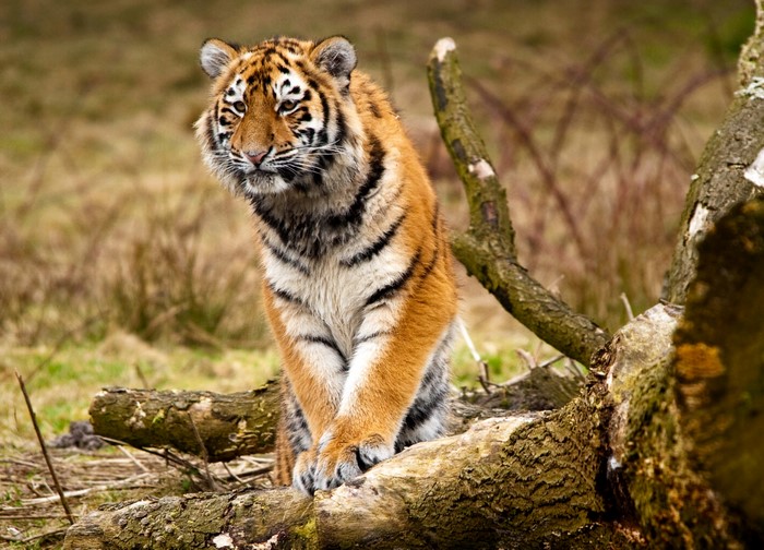 Tiger sitting on logs in a forest