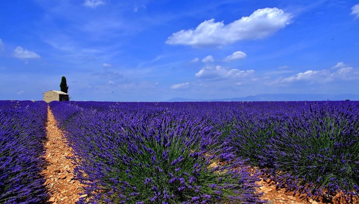Lavender field with a small stone building and a cypress tree
