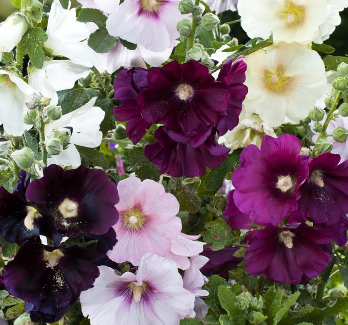 Close-up of colorful hollyhock flowers