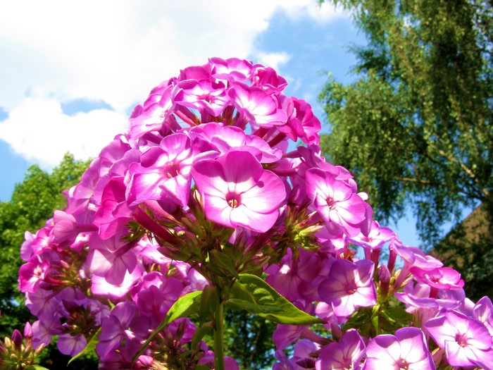 Pink Phlox flowers against a blue sky
