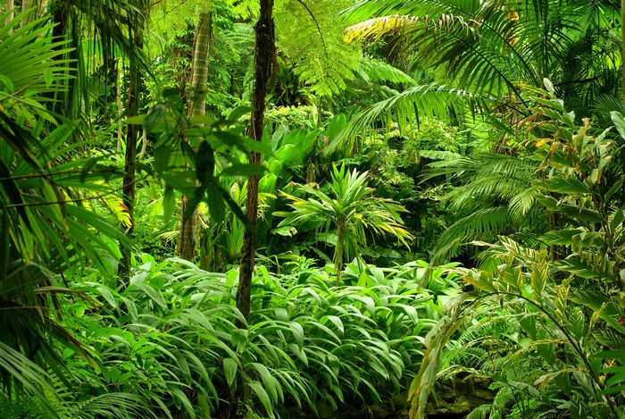4K Jungle Tropics Forest