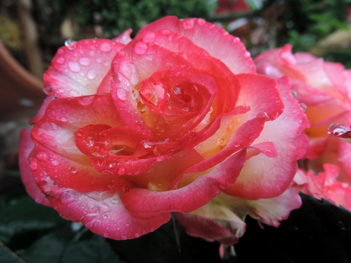Close-up of a pink and white rose with water droplets