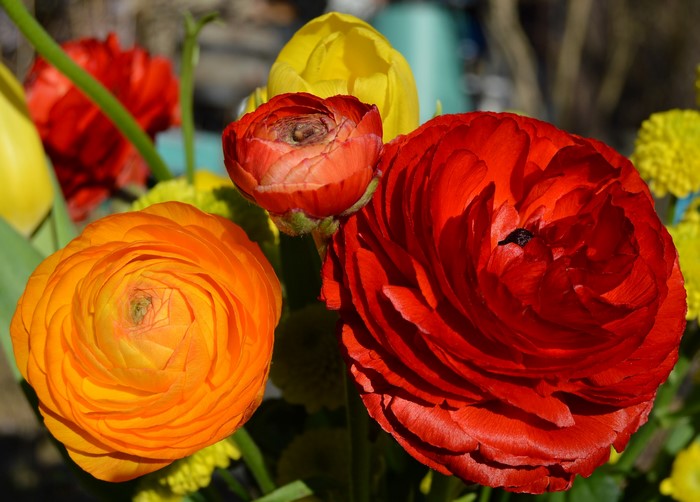 Close-up of colorful Ranunculus flowers