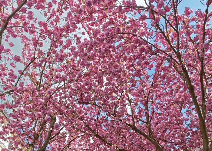 Pink flowering trees with branches against the sky