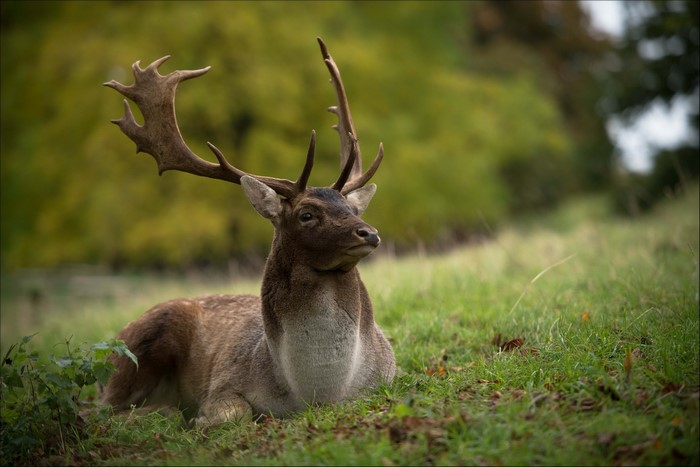 Fallow deer with large antlers resting in grass