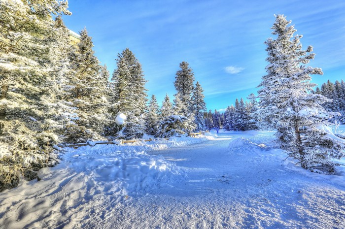 Snowy path through a winter forest in Alberta, Canada