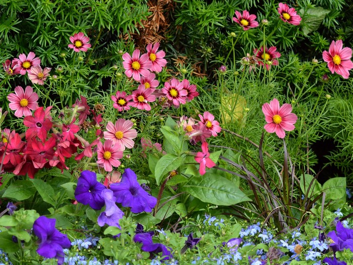 Pink Cosmos, Red Flowers, and Purple Petunias in a Garden