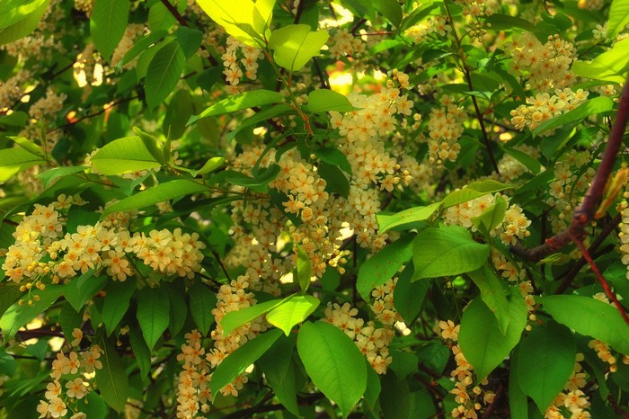 Bird cherry tree with white flowers and green leaves