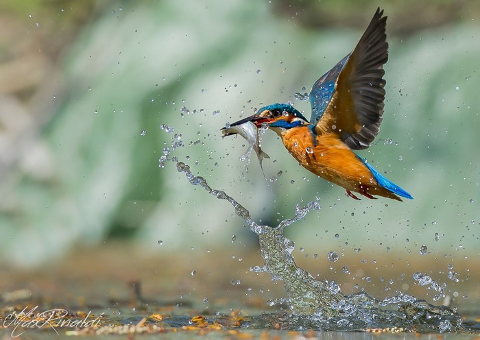 Common Kingfisher with a Fish in Water Splash