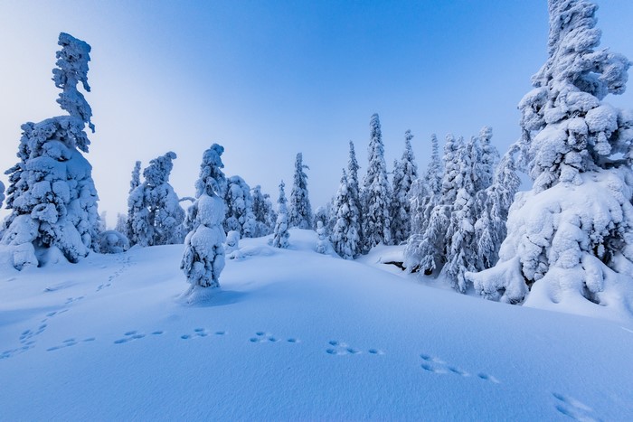 Snow-covered trees in a winter forest with animal tracks