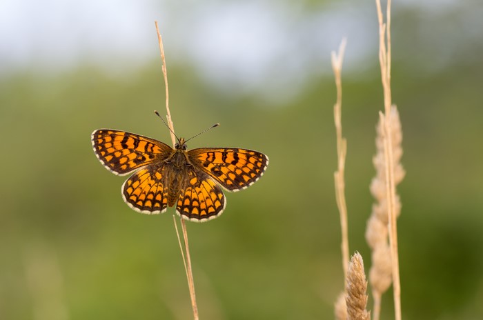 Butterfly on a blade of grass
