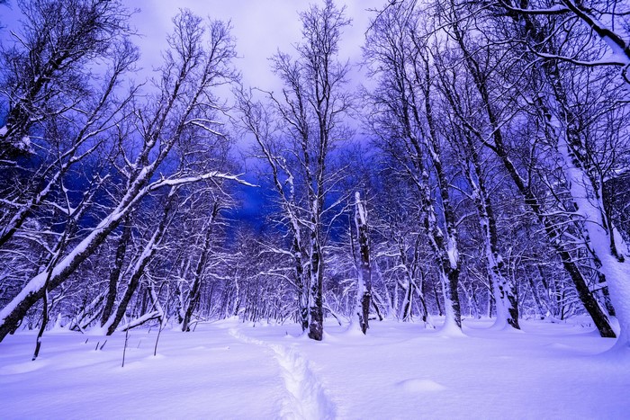 Winter forest with snow-covered trees and a path