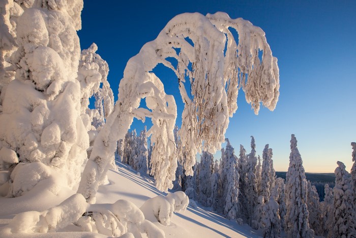 Snow-covered trees under a clear blue sky