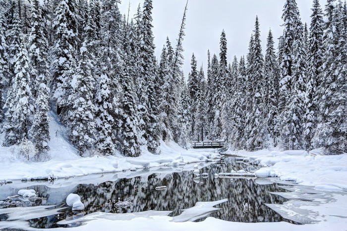 Snowy forest with a river and a bridge in Canada