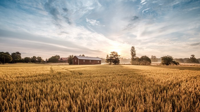Wheat field with red barn at sunrise