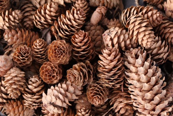Many pine cones
