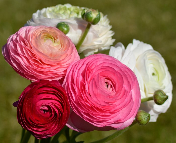 Bouquet of pink and white ranunculus flowers