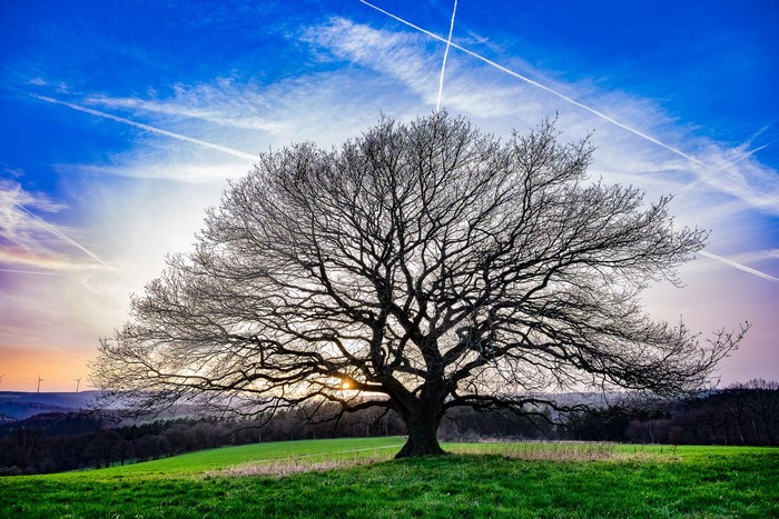 Bare tree in a green field with a sunset sky