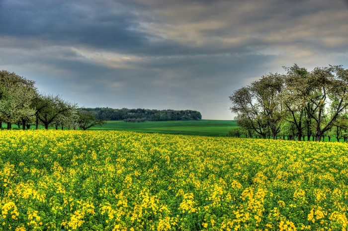 Field of yellow rapeseed flowers in Hessen, Germany