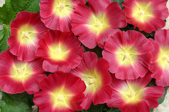 Close-up of red and yellow hollyhock flowers