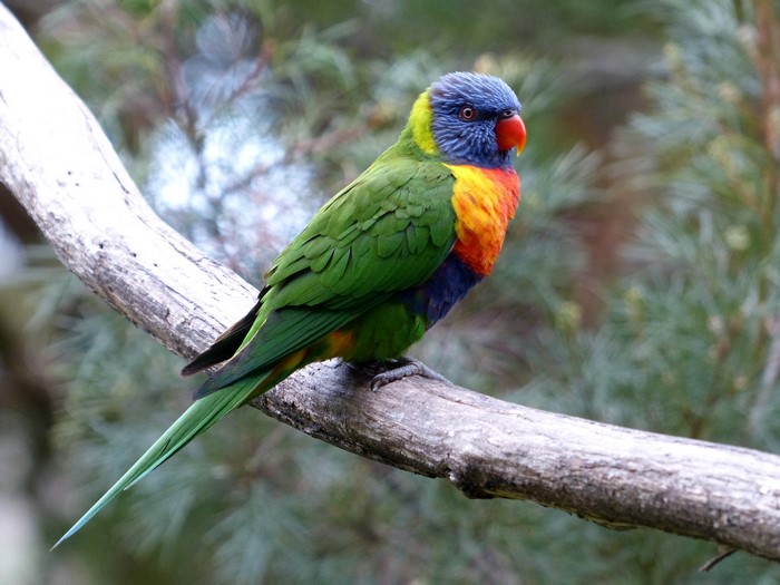 Rainbow Lorikeet perched on a tree branch