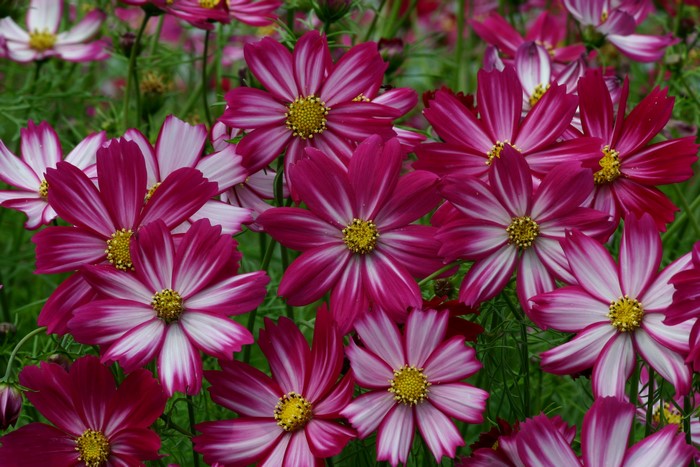 Close-up of pink and white striped Cosmos flowers