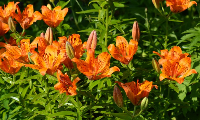 Orange Lilies with Buds