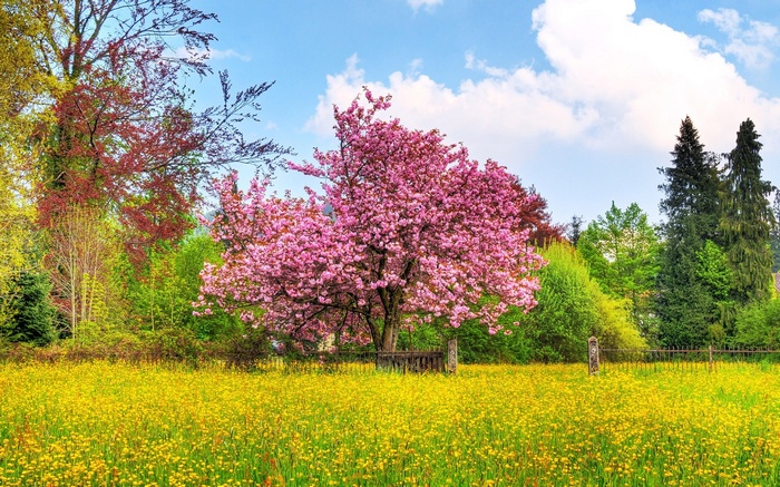 Pink cherry blossom tree in a field of yellow flowers