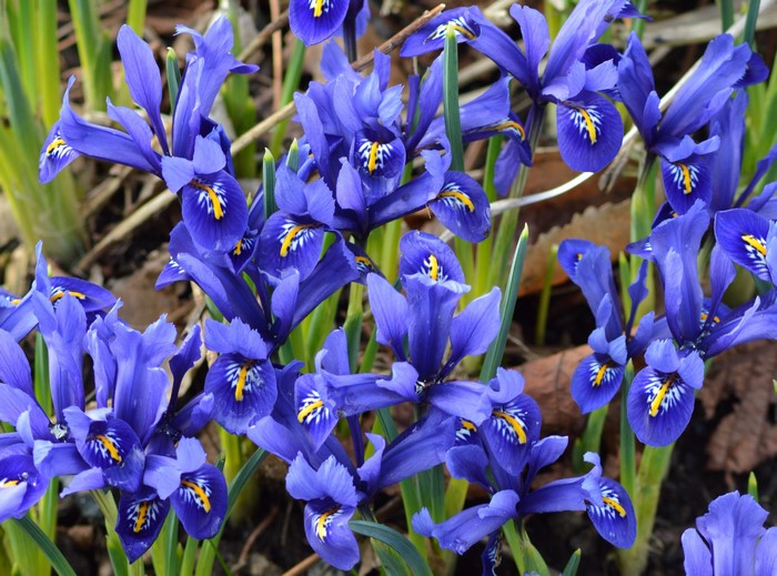 Close-up of blue irises with yellow centers