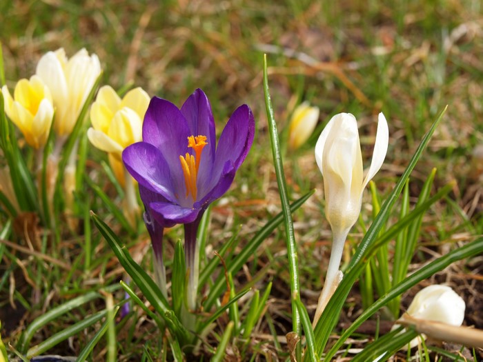 Purple and yellow crocuses blooming in grass
