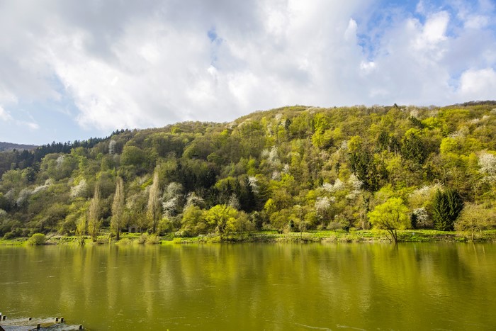 4K River and Forest in Ediger-Eller, Germany