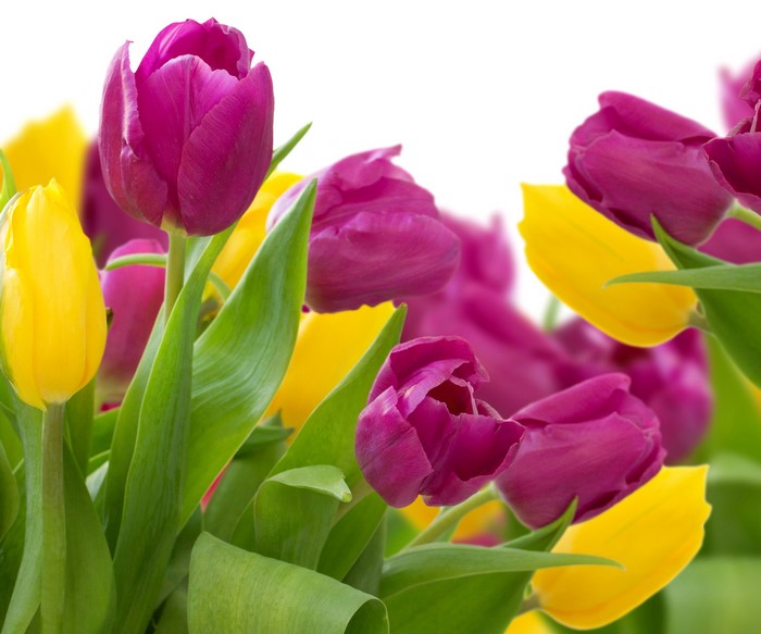 Purple and yellow tulips close-up